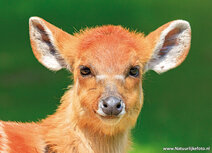 Zoo postcards | sitatunga antilope postcard