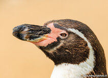 Zoo postcards | humboldtpinguïn postcard