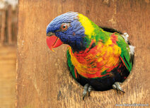 Zoo postcards | Rainbow lorikeet postcard