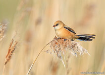 Songbird postcards | Bearded reedling postcard