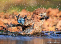 Bird postcards | Eurasian jay postcard