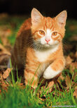 Cat postcards | Young cat postcard Cat postcards | Young cat postcard