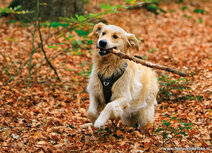 Dog postcards | golden retriever dog postcard Dog postcards | golden retriever dog postcard