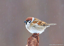 Songbird postcards | Eurasian tree sparrow postcard