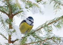 Songbird postcards | Eurasian blue tit postcard