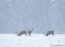 Wildlife postcards | red deer postcard Wildlife postcards | red deer postcard