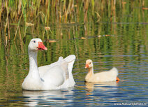 Waterbird postcards | Domestic goose postcard Waterbird postcards | Domestic goose postcard