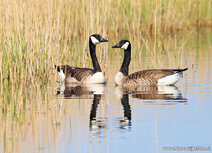 Waterbird postcards | Canada geese postcard