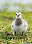 Waterbird postcards | Young Canada goose postcard Waterbird postcards | Young Canada goose postcard