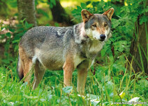 Zoo postcards | wolf postcard Zoo postcards | wolf postcard