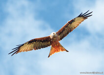 Raptor postcards | Red kite postcard Raptor postcards | Red kite postcard