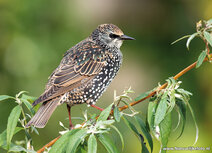 Songbird postcards | Common starling postcard