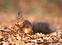 Squirrel postcards | squirrel in Autumn postcard Squirrel postcards | squirrel in Autumn postcard