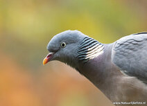 Bird postcards | Common wood pigeon postcard