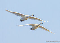 Waterbird postcards | Whooper swan postcard