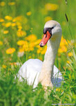 Waterbird postcards | Mute swan postcard