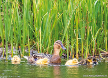 Waterbird postcards | Duck with ducklings postcard