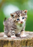 Cat postcards | Kitten postcard Cat postcards | Kitten postcard