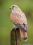 Raptor postcards | Common Kestrel postcard Raptor postcards | Common Kestrel postcard