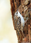 Songbird postcards | Short toed treecreeper postcard