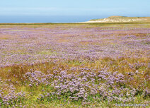 Landscape postcards | The Slufter in bloom postcard