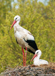 Waterbird postcards | Storks on nest postcard Waterbird postcards | Storks on nest postcard
