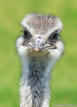 Zoo postcards | emu postcard