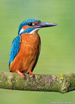 Bird postcards | Kingfisher on a twig postcard