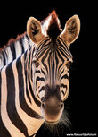 Zoo postcards | zebra postcard