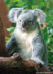 Zoo postcards | koala postcard