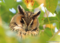 Owl postcards | long eared owl postcard