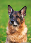 Dog postcards | German shepherd dog postcard Dog postcards | German shepherd dog postcard