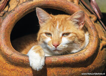 Cat postcards | Tomcat N-Joy postcard Cat postcards | Tomcat N-Joy postcard