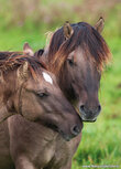Horse postcards | Konik horses postcard Horse postcards | Konik horses postcard