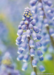 Flower postcards | Grape hyacinth flower postcard Flower postcards | Grape hyacinth flower postcard