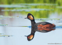 Waterbird postcards | Black-necked grebe postcard