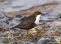 Waterbird postcards | White-throated dipper postcard