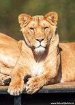 Zoo postcards | lion postcard