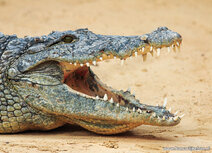 Zoo postcards | Crocodile postcard Zoo postcards | Crocodile postcard