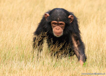 Zoo postcards | chimpanzee postcard
