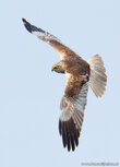 Raptor postcards | Western marsh harrier postcard Raptor postcards | Western marsh harrier postcard