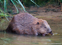 Wildlife postcards | Eurasian beaver postcard Wildlife postcards | Eurasian beaver postcard