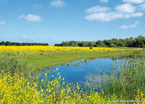 Landscape postcards | Oostvaardersplassen postcard Landscape postcards | Oostvaardersplassen postcard