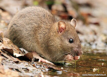 Wildlife postcards | rat postcard Wildlife postcards | rat postcard