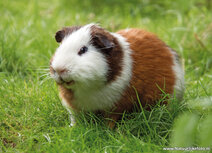 Animal postcards | Cavia postcard Animal postcards | Cavia postcard