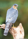 Raptor postcards | Eurasian sparrow hawk postcard Raptor postcards | Eurasian sparrow hawk postcard