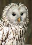 Owl postcards | Ural owl postcard