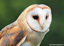 Owl postcards | barn owl  postcard
