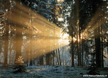 Sunset postcards | Dwingelderveld sunset postcard Sunset postcards | Dwingelderveld sunset postcard