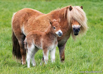 Horse postcards | Shetland pony postcard Horse postcards | Shetland pony postcard